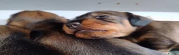 Bassotto cani in vendita: BASSOTTO TEDESCO A PELO DURO a Provincia di Pistoia - Annuncio 5