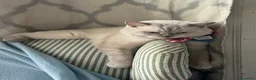British gatti in vendita: British shorthair lilac  - Annuncio 3