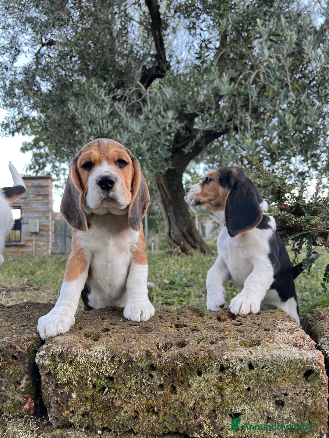 Beagle cani in vendita: Cuccioli di beagle - Annuncio 2