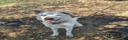 Meticcio cani in regalo: LUNA 🩷 un vulcano di amore e allegria!  😍 a Provincia di Treviso - Annuncio 5