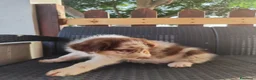 Australian Shepherd cani in vendita: Cucciolo di Pastore Australiano Red Merle - Annuncio 3