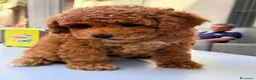 Barboncino Toy cani in vendita: Cucciolo di barboncino Toy - Annuncio 7