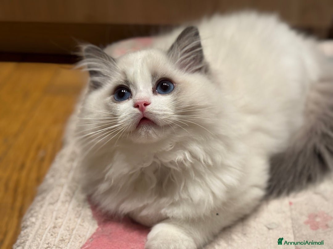 Ragdoll gatti in vendita: Cucciole Ragdoll Blue Bicolor  a Città metropolitana di Milano - Immagine 1