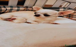 Chihuahua cani in vendita: CHIHUAHUA FEMMINA  a Città Metropolitana di Torino - Immagine 4