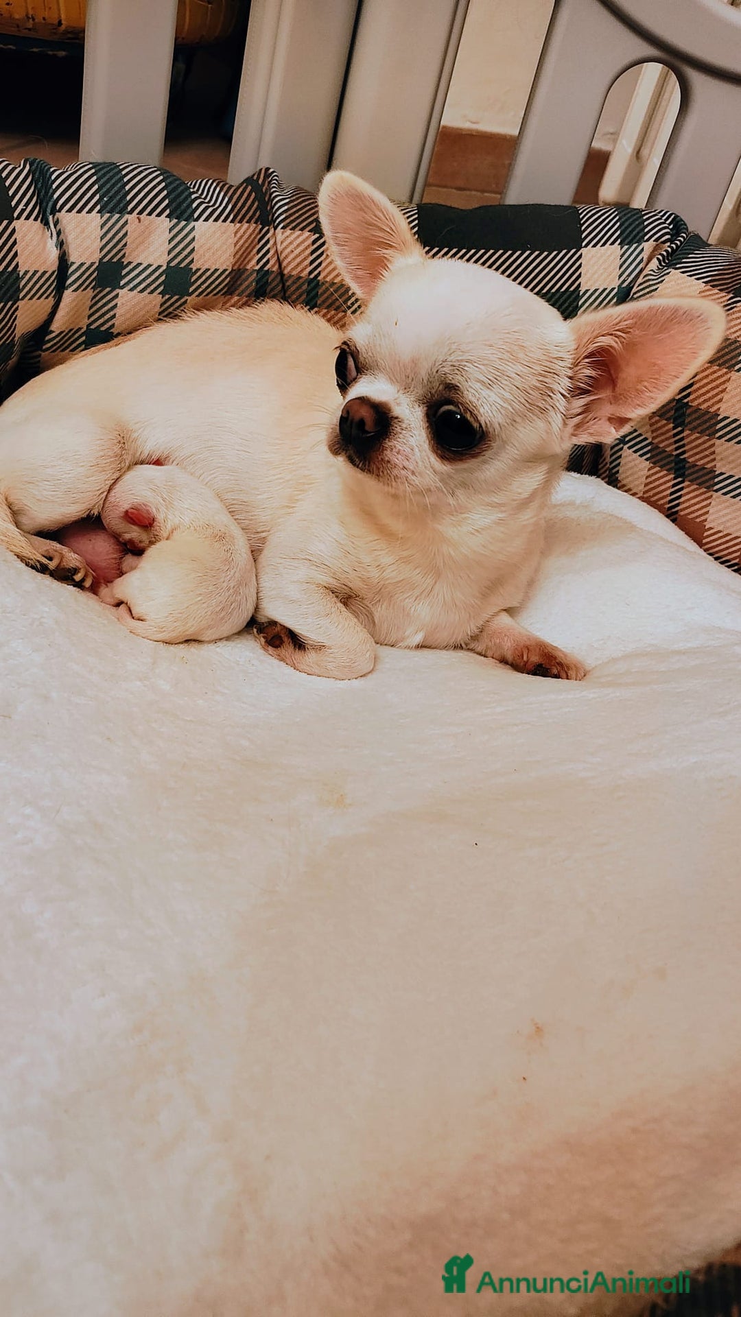 Chihuahua cani in vendita: CHIHUAHUA FEMMINA  a Città Metropolitana di Torino - Immagine 4