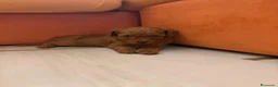 Barboncino Toy cani in vendita: Femmine barboncino toy fulvo - Annuncio 7