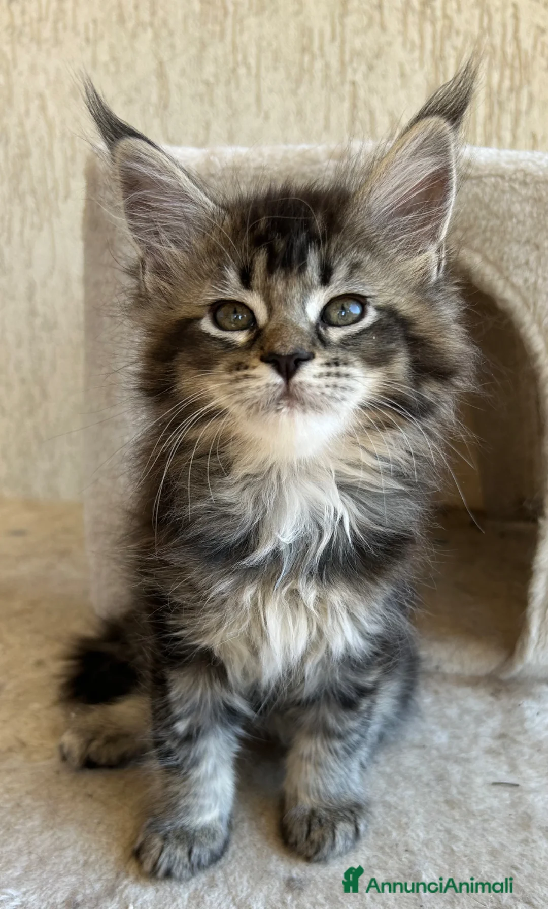 Maine Coon gatti in vendita: Maine Coon  - Annuncio 1