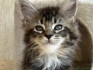 Maine Coon gatti Maine Coon - Annuncio 4