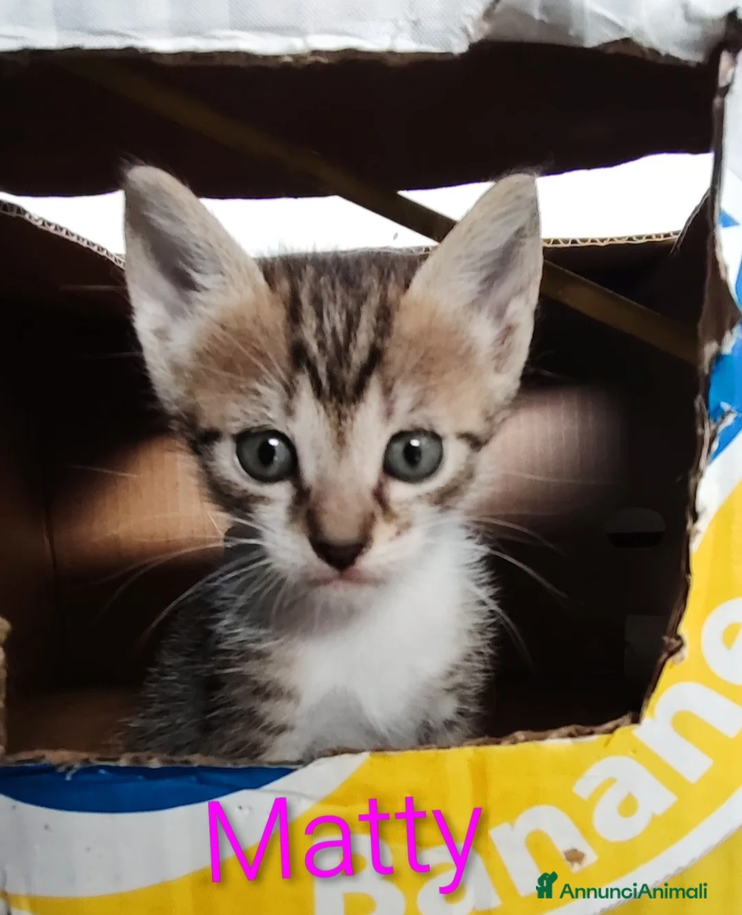 Europeo gatti in regalo: 2micini tigrati 2mesi IN ARRIVO A MILANO SOS CASS - Annuncio 6