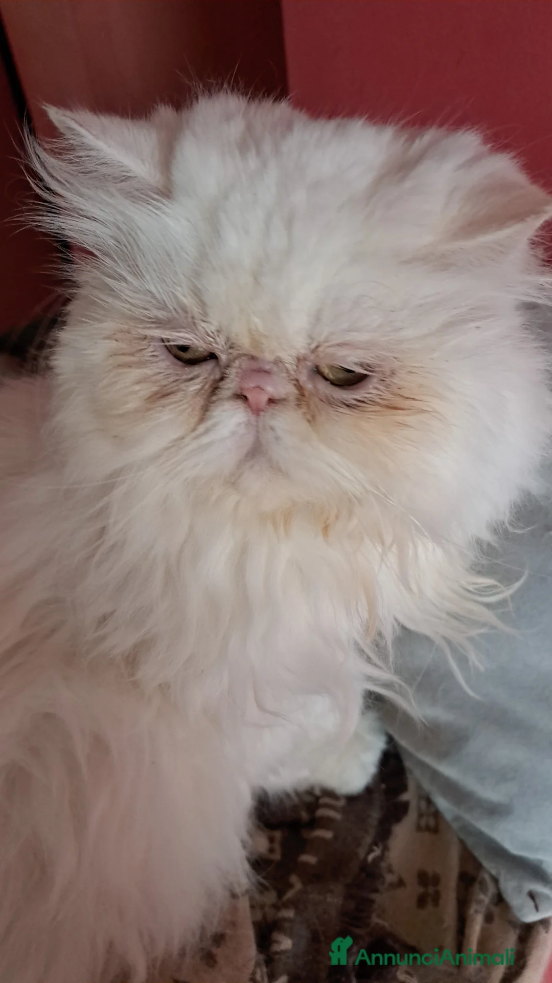 Persiano gatti in vendita: Gatta persiana  - Annuncio 1