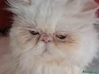 Persiano gatti Gatta persiana - Annuncio 23