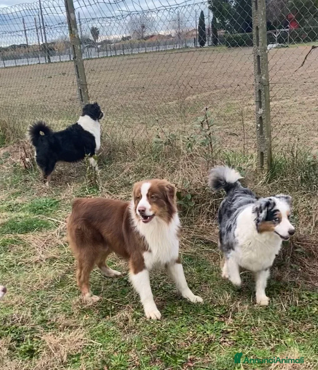 Australian Shepherd cani in vendita: Australian Shepherd pastore Australiano cuccioli - Annuncio 9