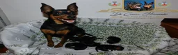 Pinscher Miniatura cani in vendita: Pinscher nano  - Annuncio 13
