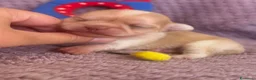 Chihuahua cani in vendita: Chihuahua cuccioli - Annuncio 15