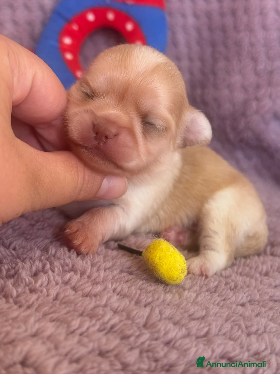 Chihuahua cani in vendita: Chihuahua cuccioli - Annuncio 15