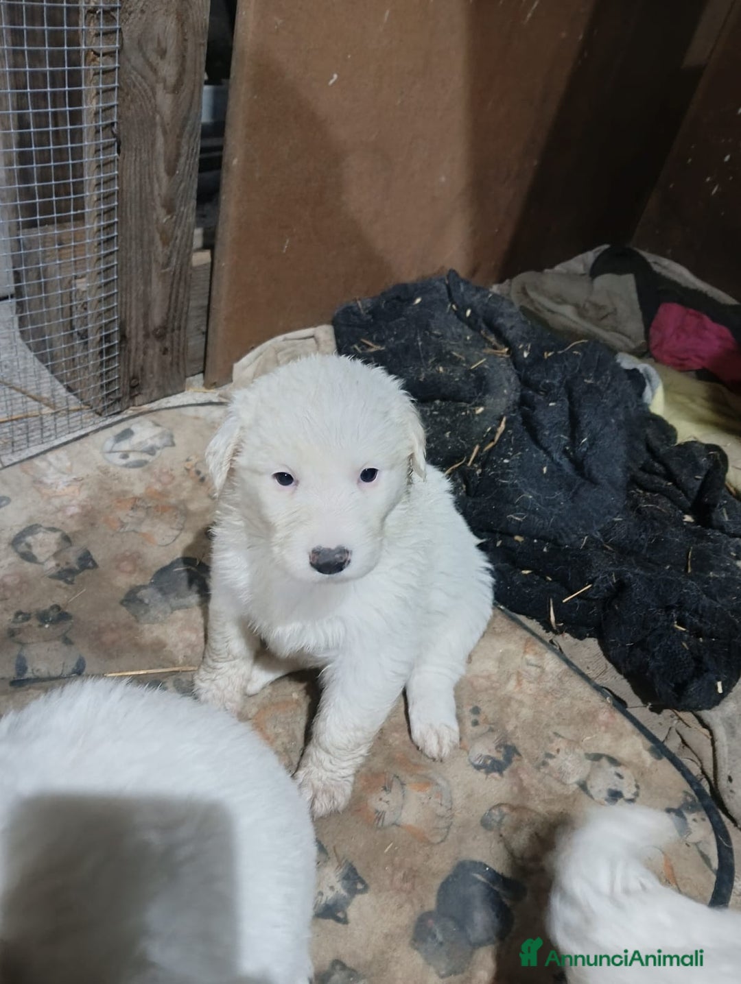 Meticcio cani in regalo: cuccioli meticci taglia media  - Annuncio 7