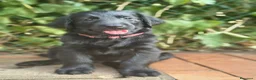 Flat Coated cani in vendita: Cuccioli flat coated retriever  - Annuncio 9