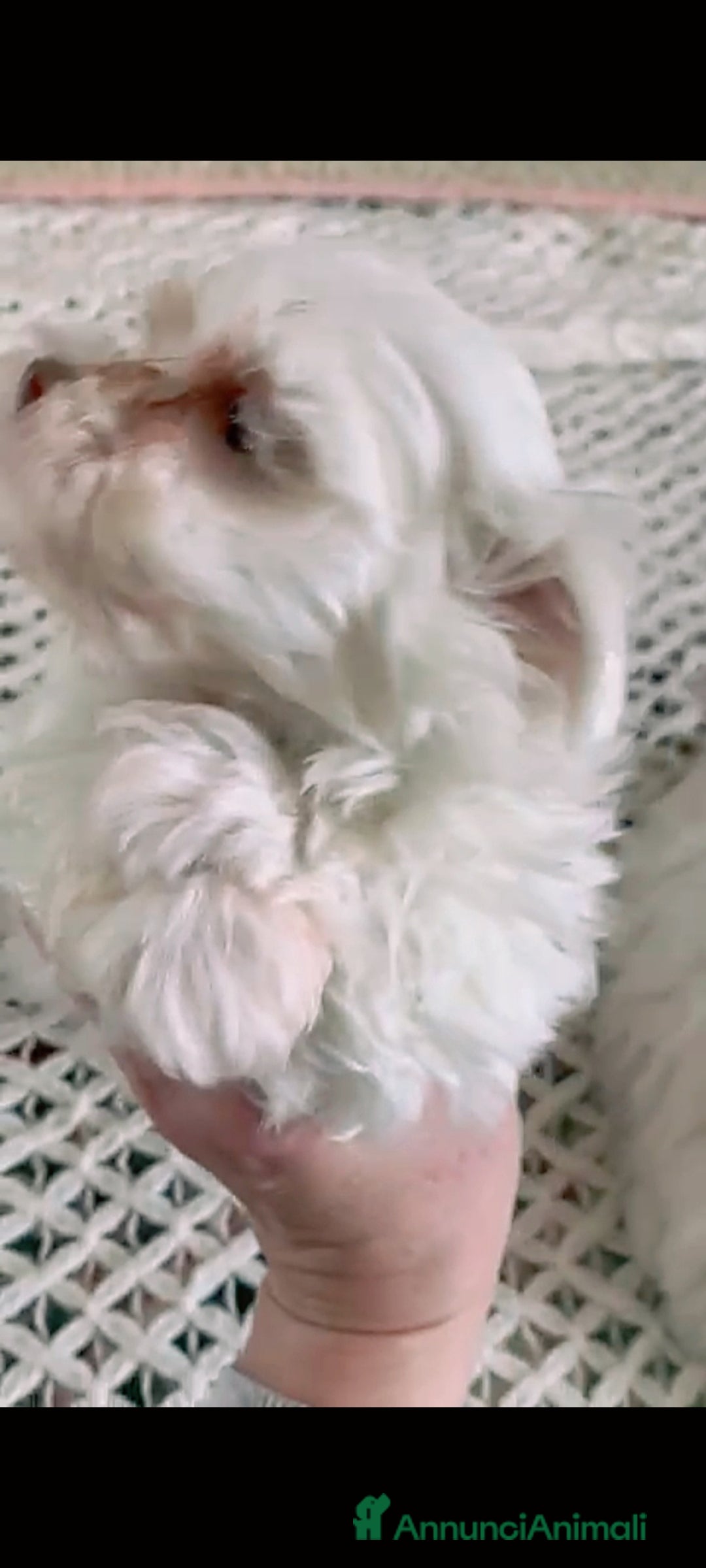 Maltese cani in vendita: Maltese taglia minuscola  - Immagine 3
