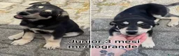 Meticcio cani in regalo: TANTI CUCCIOLI SOLI! a Provincia di Vicenza - Annuncio 9