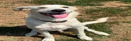 Meticcio cani in regalo: Pluto il coccolone - Annuncio 8