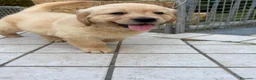 Golden Retriever cani in vendita: Golden retriever  - Annuncio 6