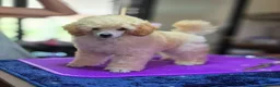 Barboncino Toy cani in vendita: Barboncino Toy ENCI - Annuncio 1