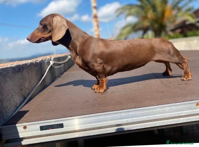 Bassotto cani Cuccioli bassotto con pedigree - Annuncio 1