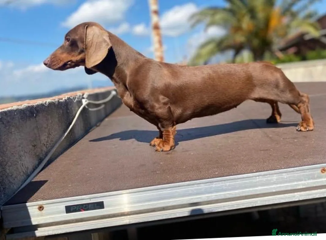 Bassotto cani in vendita: Cuccioli bassotto con pedigree - Annuncio 1