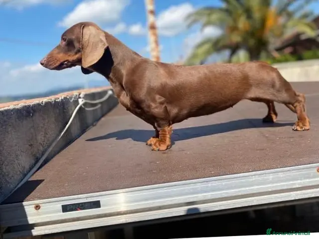 Bassotto cani in vendita: Cuccioli bassotto con pedigree - Annuncio 1