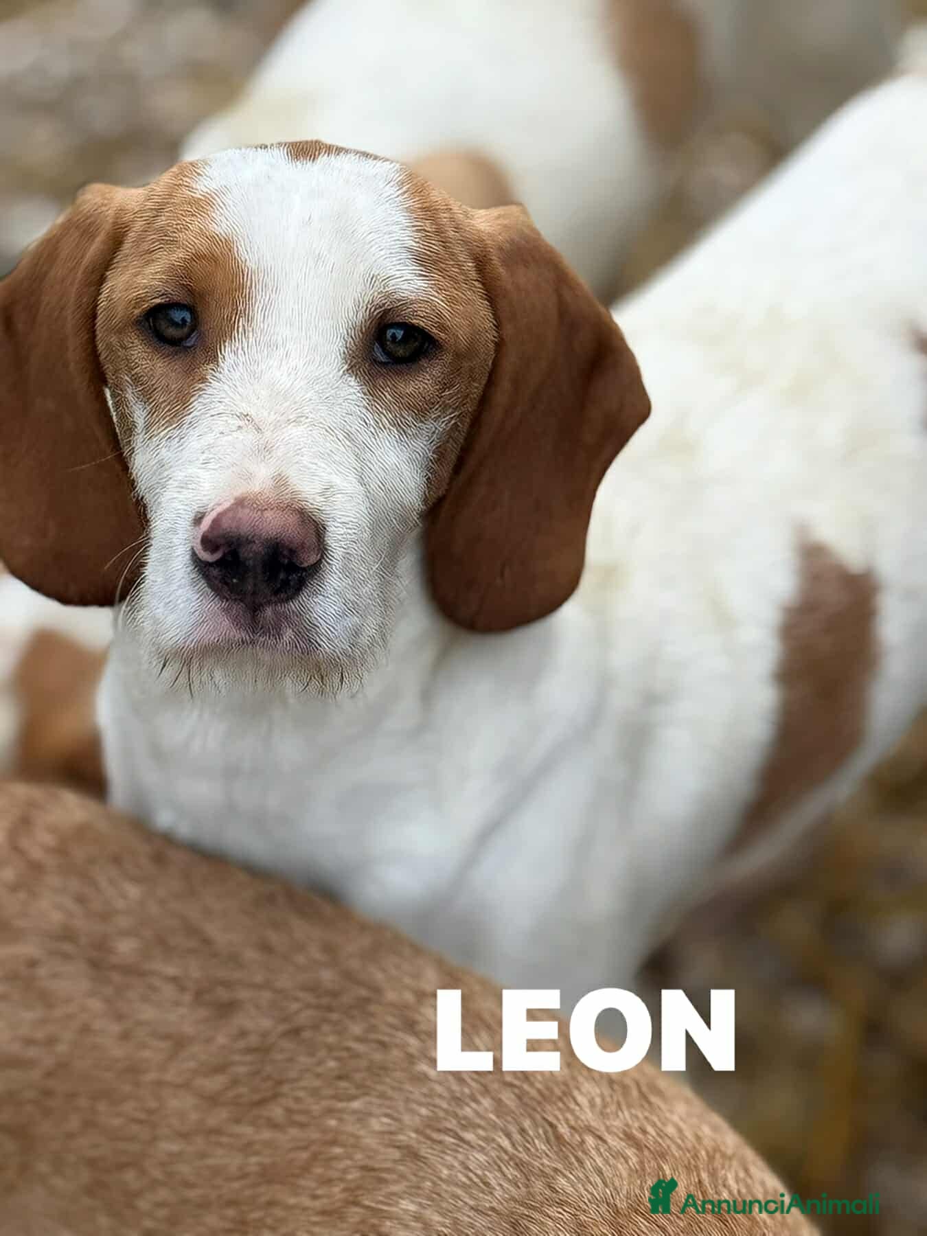 Meticcio cani LEON, dolcissimo cucciolone baffuto! Cerca casa - Annuncio 2