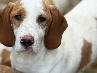 Meticcio cani LEON, dolcissimo cucciolone baffuto! Cerca casa - Annuncio 29