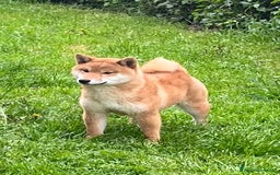 Shiba Inu cani in vendita: Shiba inu cuccioli  a Province of Pavia - Immagine 10