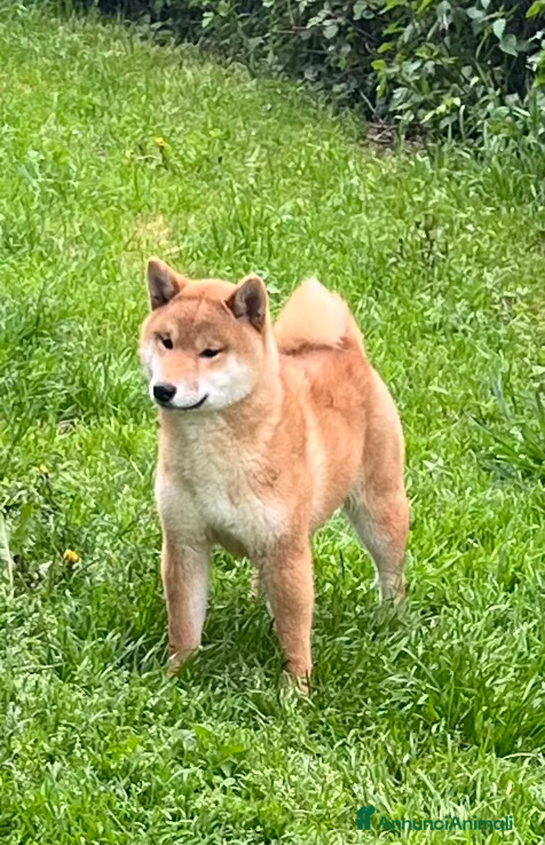 Shiba Inu cani in vendita: Shiba inu cuccioli  a Province of Pavia - Immagine 10