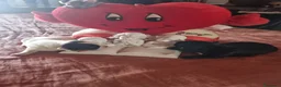 Chihuahua cani in vendita: Cuccioli di chihuahua toy  - Annuncio 15