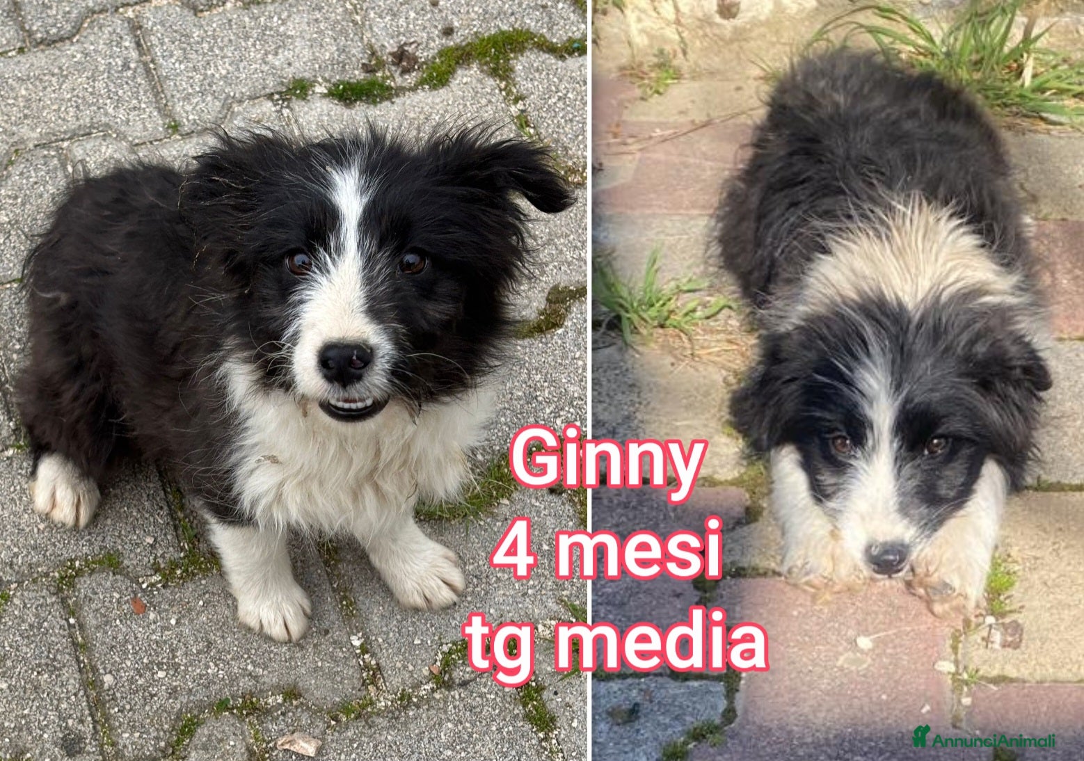 Meticcio cani TROPPI CUCCIOLI ABBANDONATI  - Annuncio 3