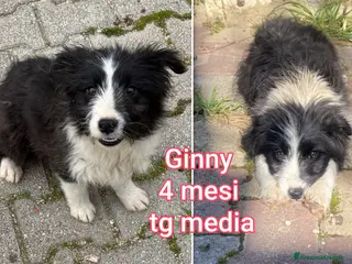 Meticcio cani TROPPI CUCCIOLI ABBANDONATI - Annuncio 3