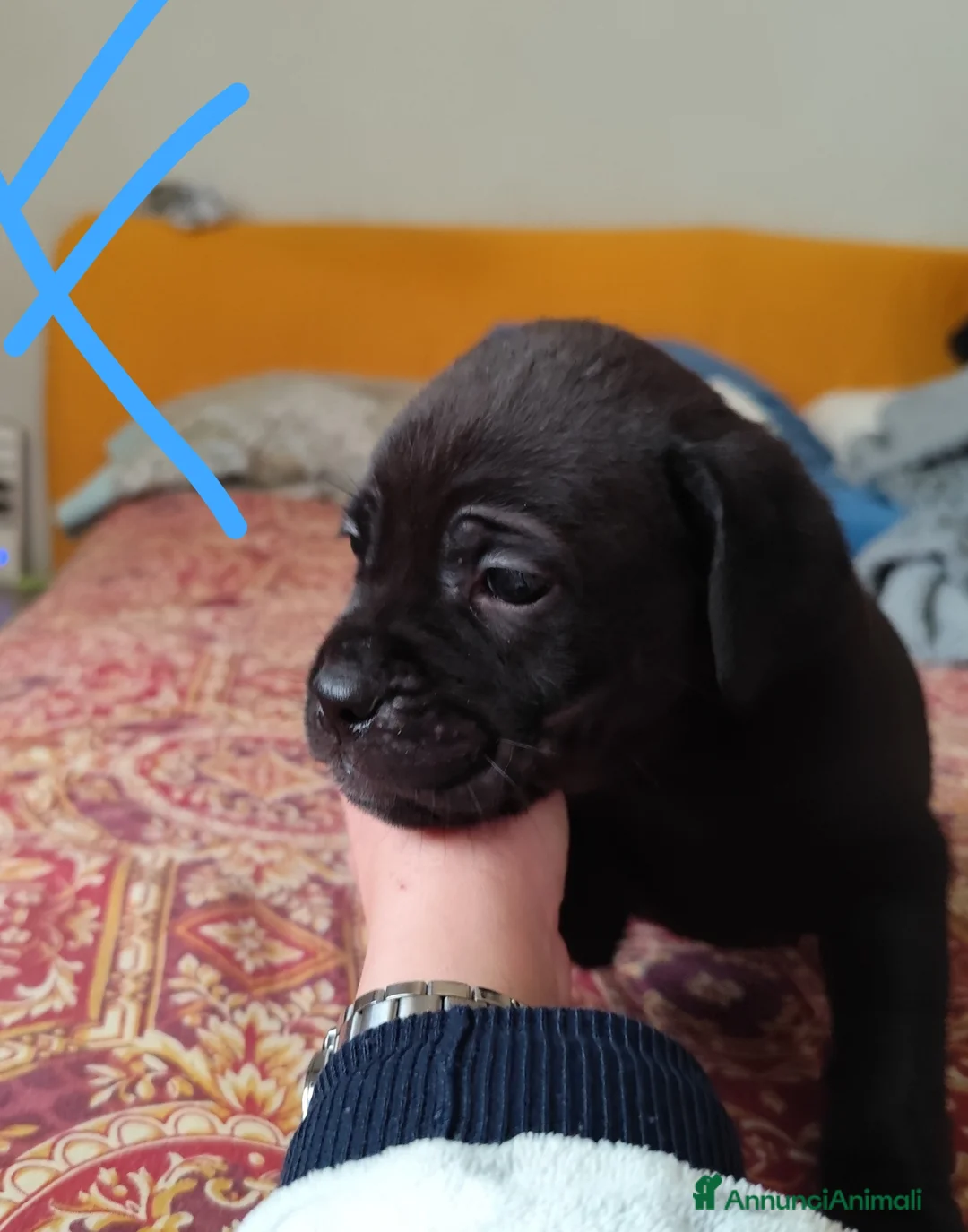 Cane Corso cani in vendita: Cuccioli di cane corso  - Annuncio 16