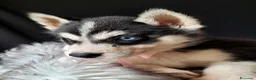 Husky cani in vendita: SIBERIAN HUSKY CUCCIOLATA CON PEDIGREE  - Annuncio 2