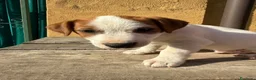 Jack Russell cani in vendita: Cucciolo Maschio Jack Russell terrier pelo liscio a Provincia di Pavia - Annuncio 11