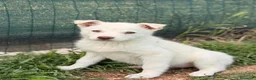 Meticcio cani in regalo: La piccola Falena  - Annuncio 5