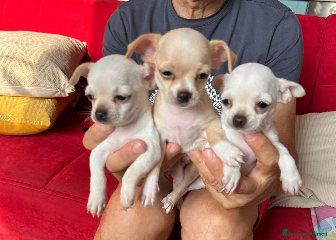 Chihuahua cani in vendita: Chihuahua  a Provincia di Mantova - Annuncio 4
