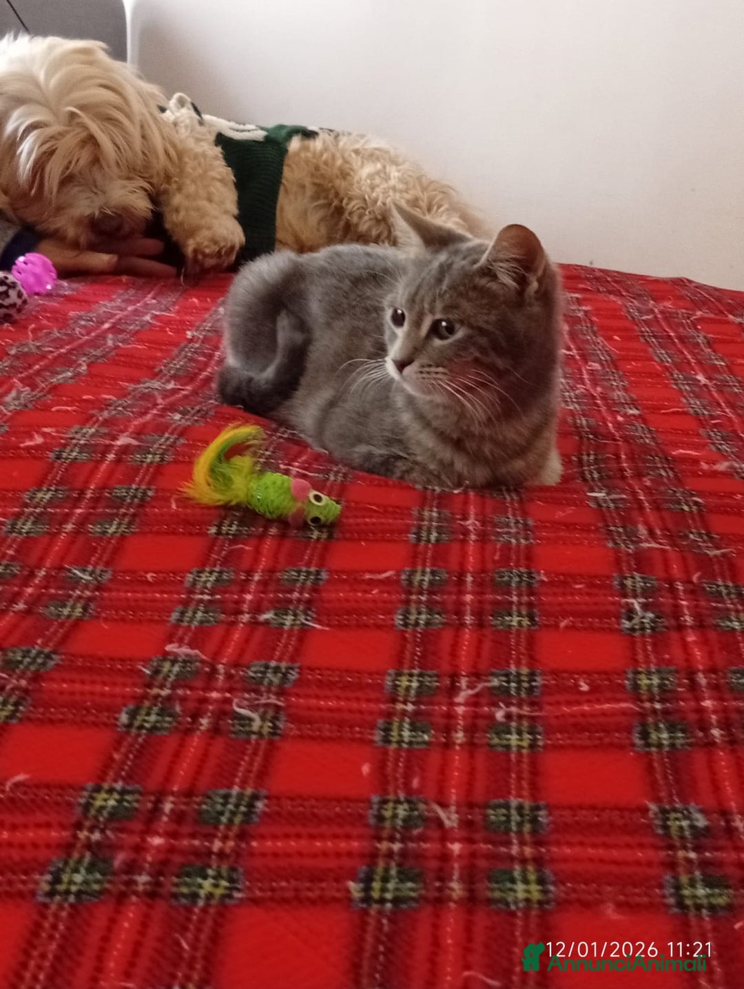 Europeo gatti in regalo: TANTI GATTINI DA SALVARE! - Annuncio 13