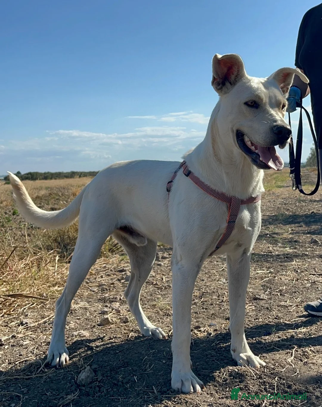 Meticcio cani in regalo: Manuel - Annuncio 3
