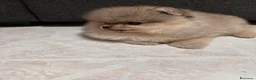 Volpino Pomerania cani in vendita: Volpino di Pomerania  a Provincia di Vibo Valentia - Annuncio 4