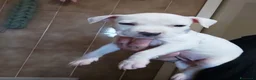 American Staffordshire cani in vendita: Cuccioli di American Staffordshire Terrier  - Annuncio 4
