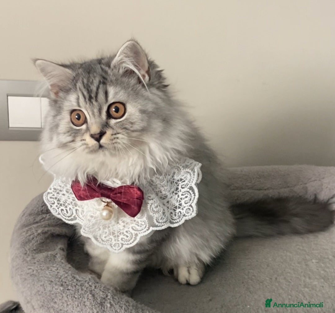 Scottish gatti in vendita: Scottish Highland straight - Annuncio 13