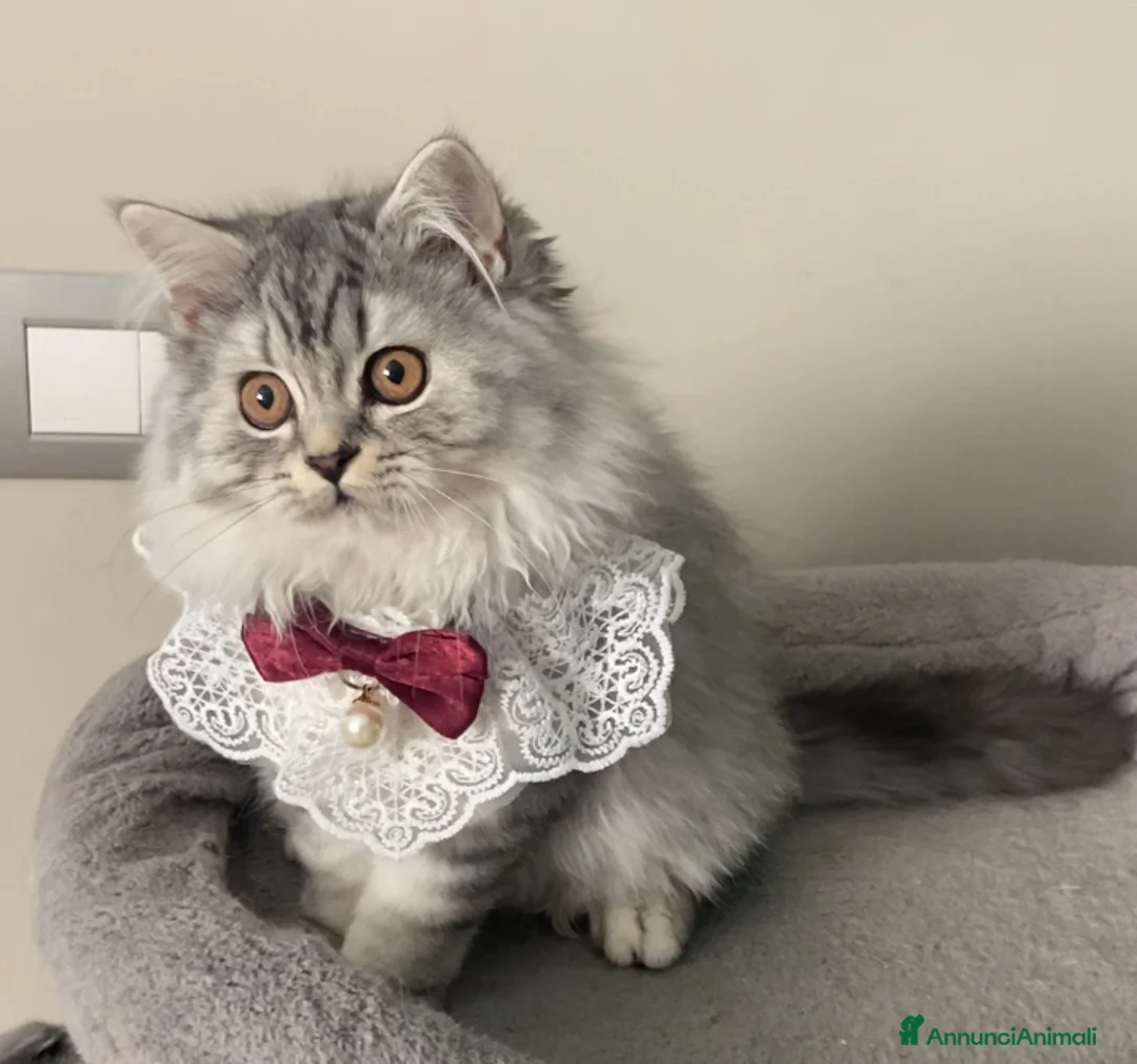 Scottish gatti in vendita: Scottish Highland straight - Annuncio 3