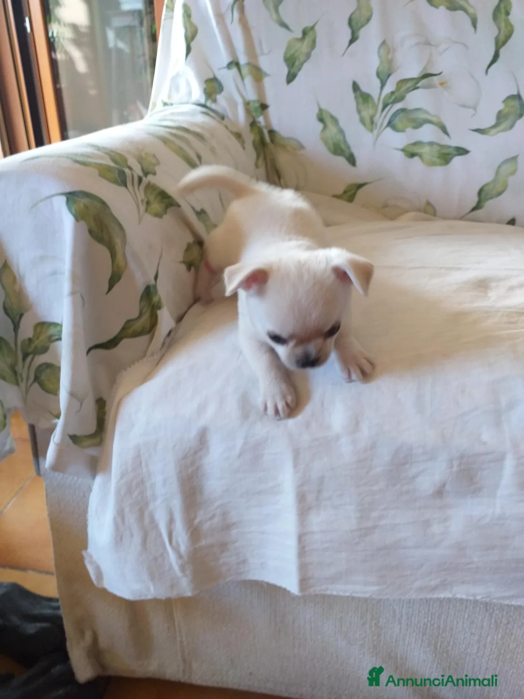 Chihuahua cani in vendita: Chiuhuahua  - Annuncio 2