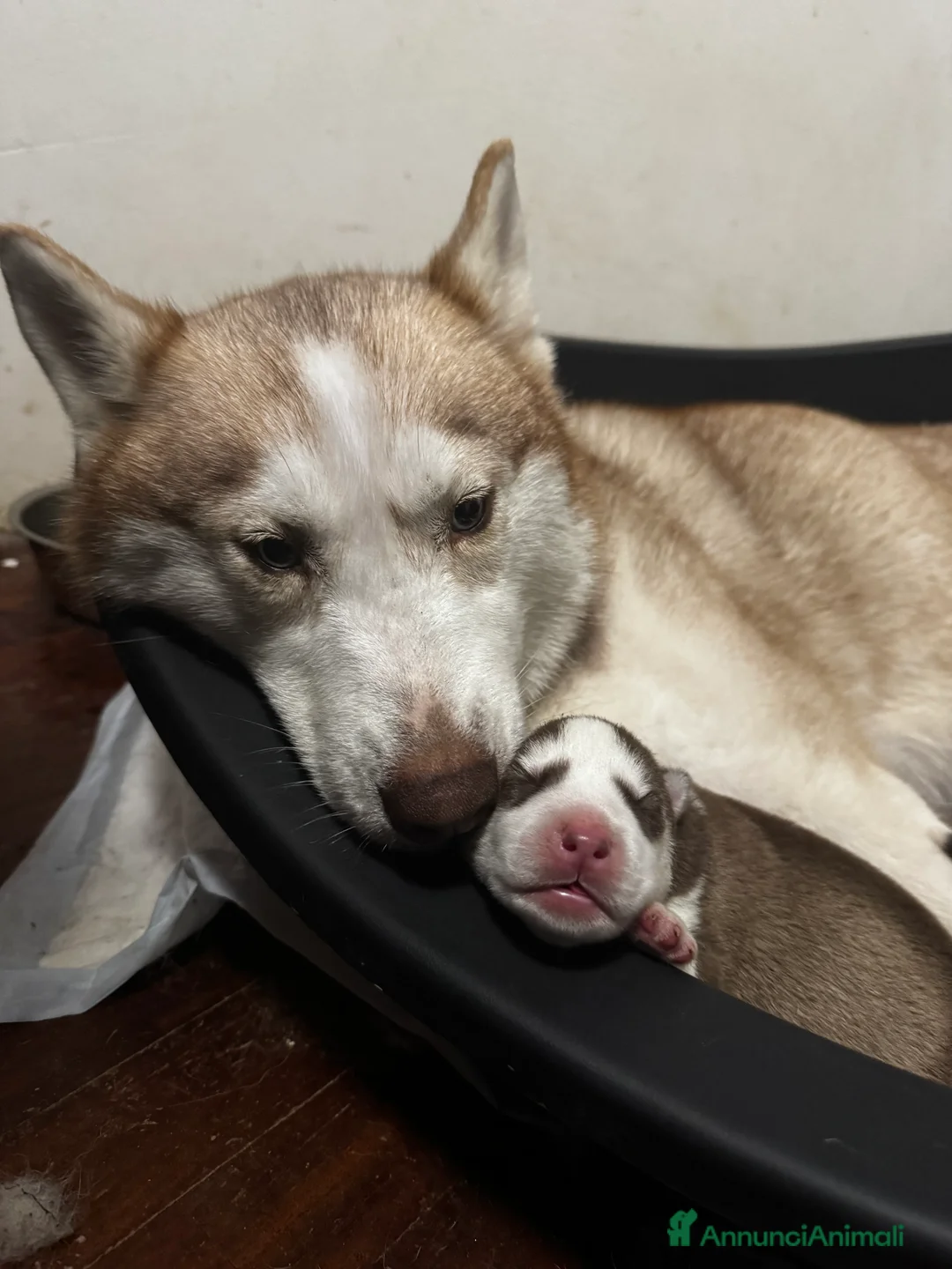 Husky cani in vendita: Cucciola di Husky occhi azzurri pedigree ENCI - Annuncio 2