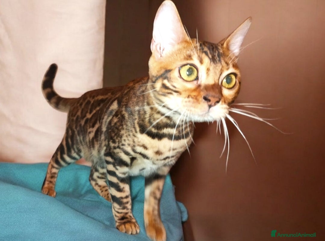 Bengala gatti in vendita: Gattina Bengala  - Annuncio 3